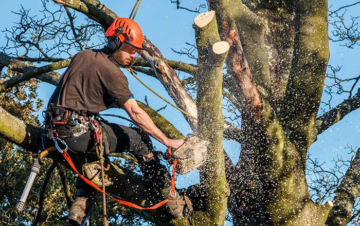 Gold Coast Tree Pruning