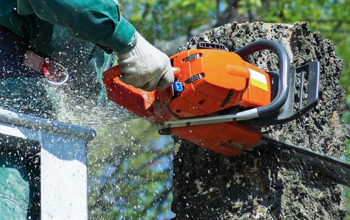 Gold Coast Tree Removal